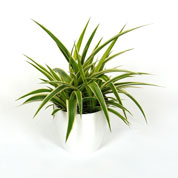 Planta Aranha Ocean + Cachep Branco